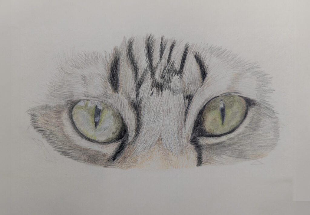 illustration close up cat eyes by Jan Wallen Pet Portrait Artist