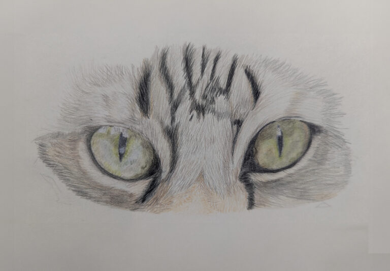illustration close up cat eyes by Jan Wallen Pet Portrait Artist