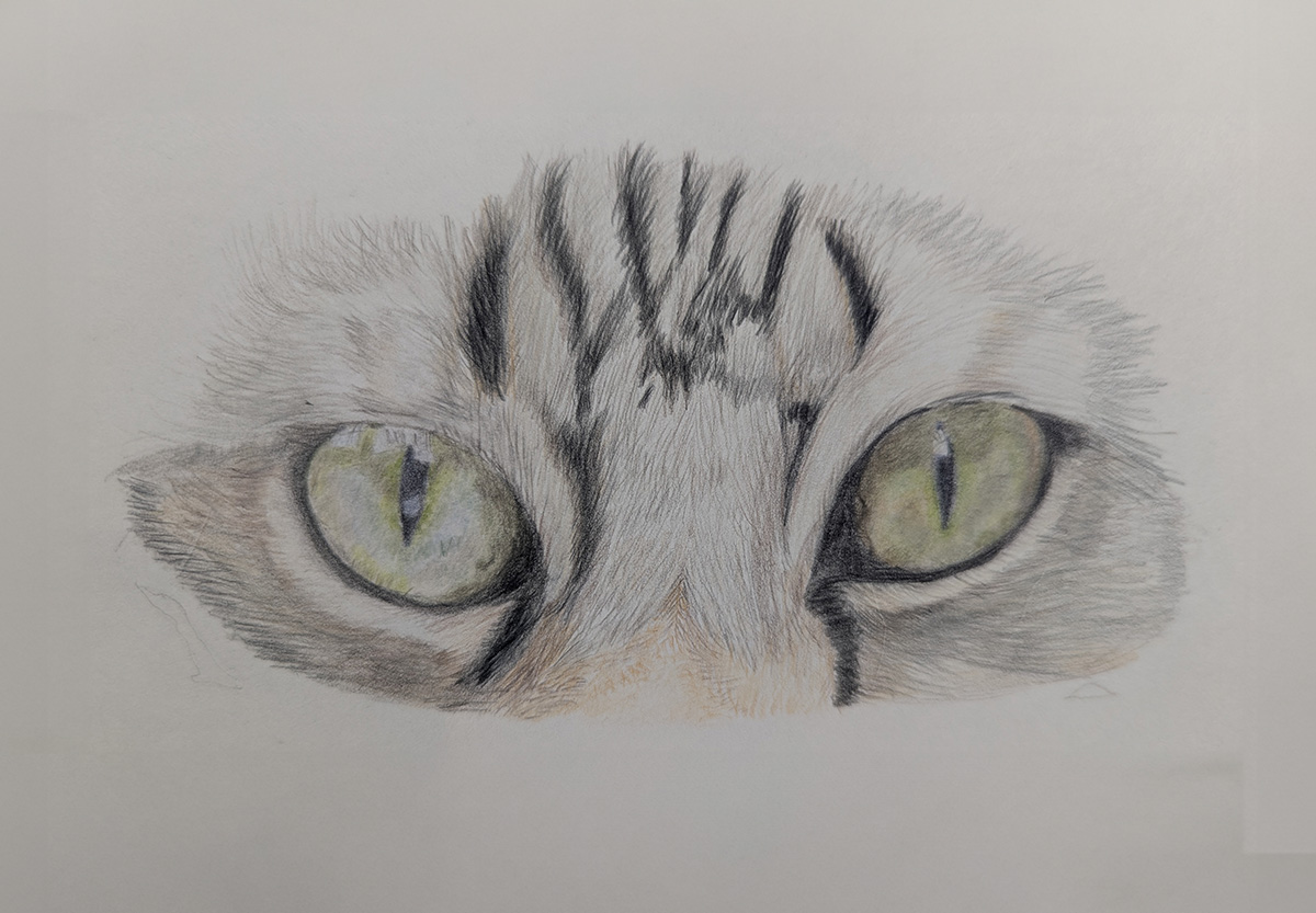 illustration close up cat eyes by Jan Wallen Pet Portrait Artist