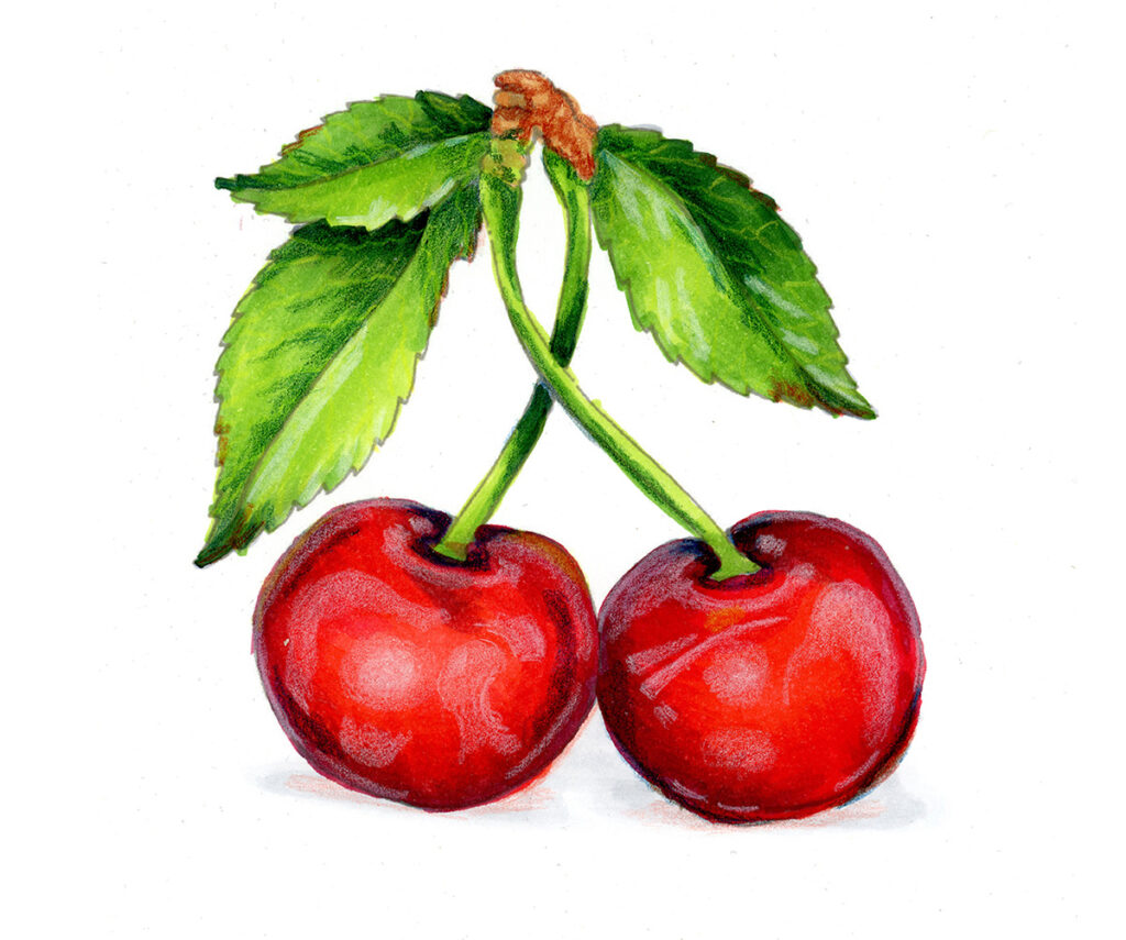 cherries photorealism water color completed image by Jan Wallen
