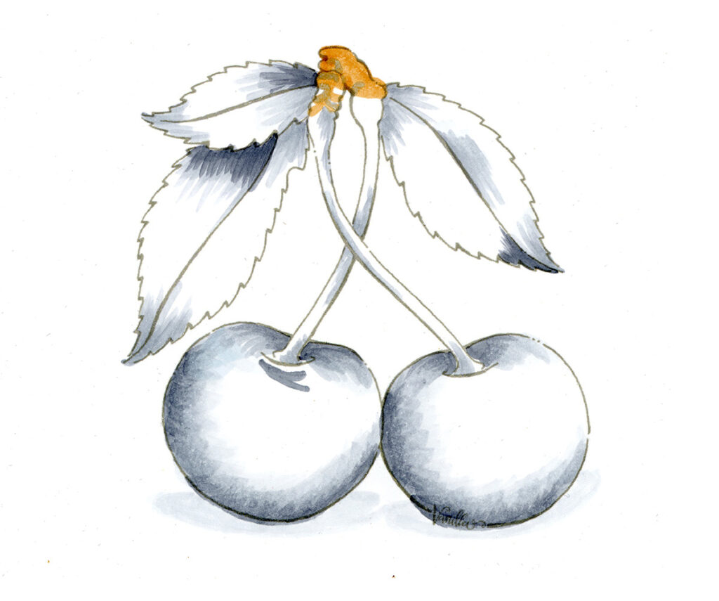 cherries photorealism sketch by Jan Wallen