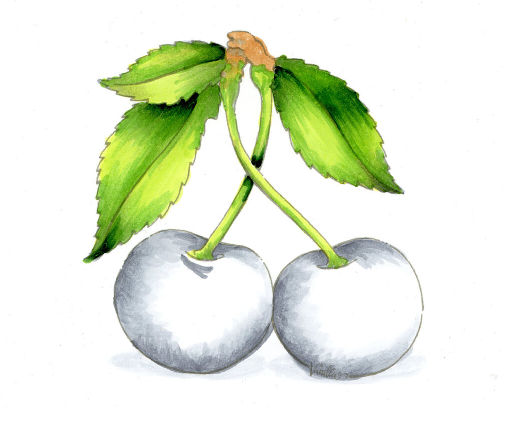 cherries photorealism water color leaves painted green by Jan Wallen