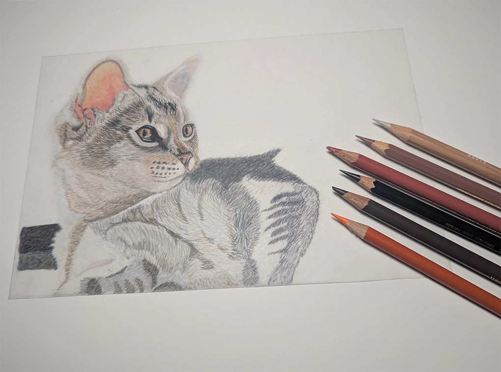 custom cat portrait in color pencil in progress by Jan Wallen