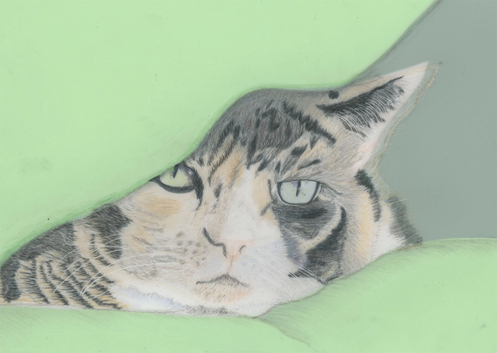 custom cat portrait cat under a soft green blanket by Jan Wallen