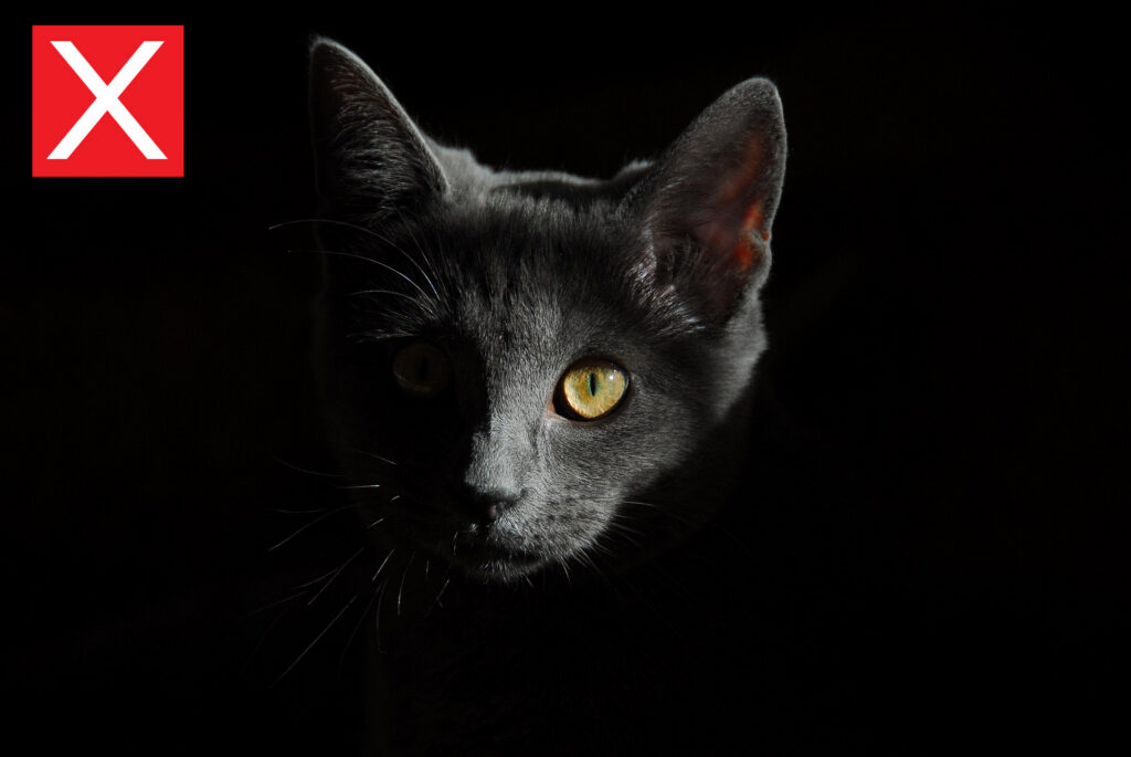 black cat in shadow