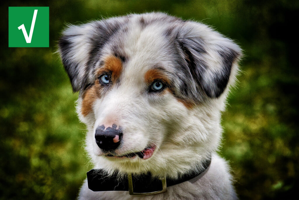 dog with blue eyes