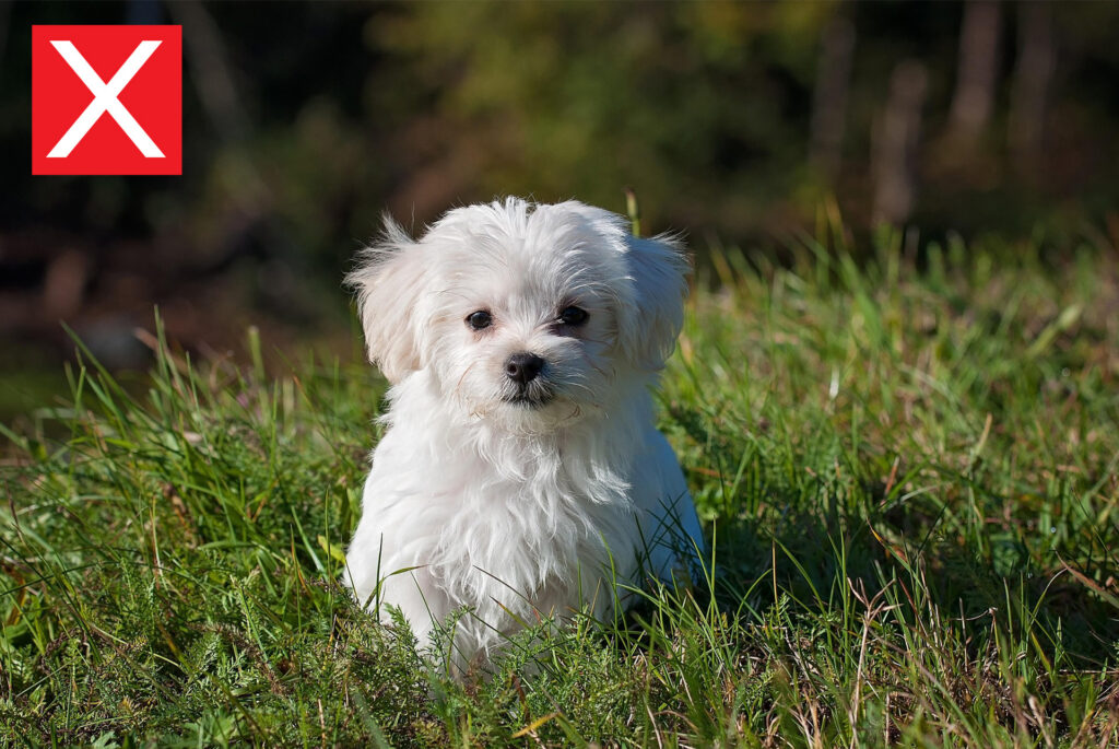 small white dog running on grass