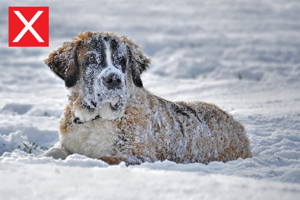 large dog in snow