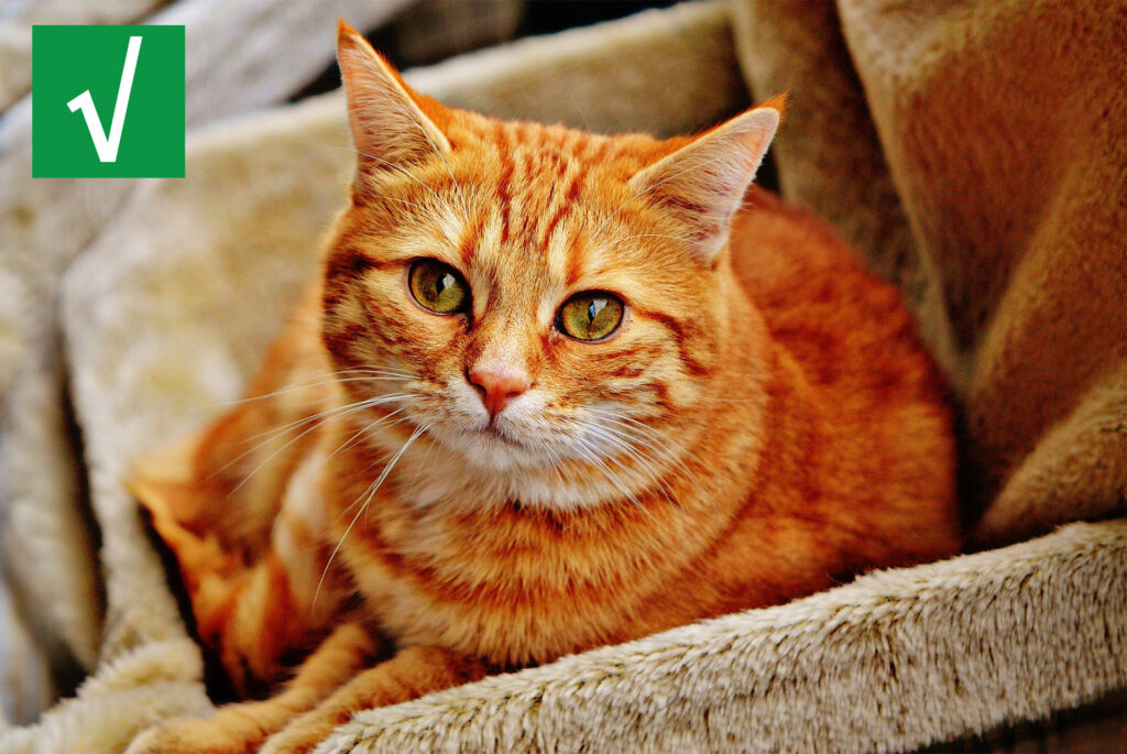 yellow tabby cat sitting in a cat bed