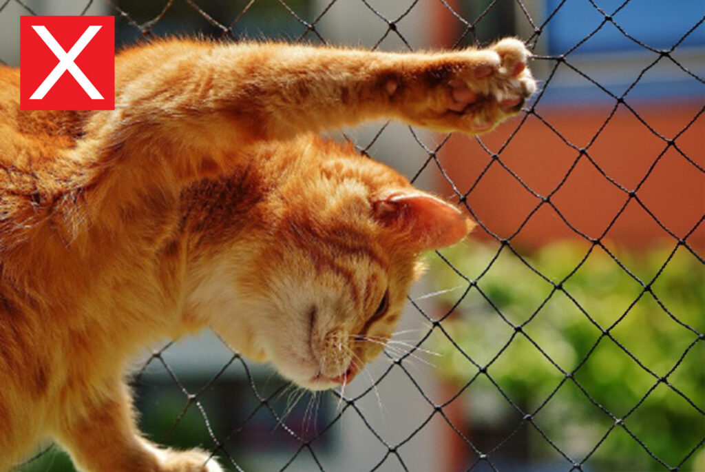 orange tabby cat hanging on a wire fence