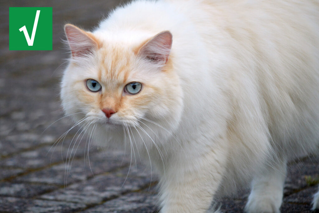 White cat walking